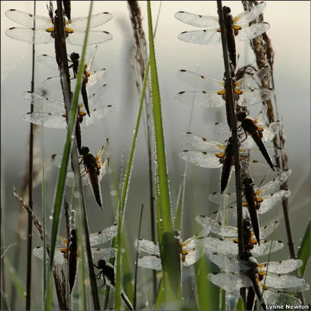 British Wildlife Photography Awards