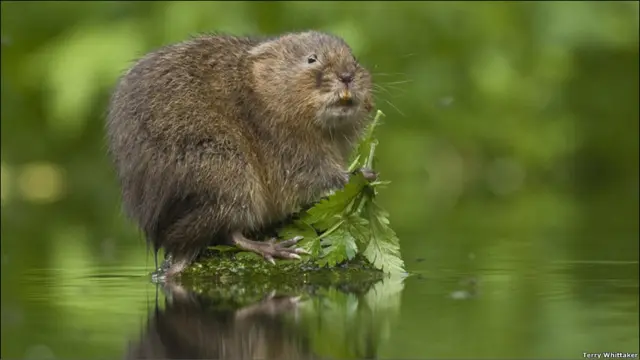 British Wildlife Photography Awards