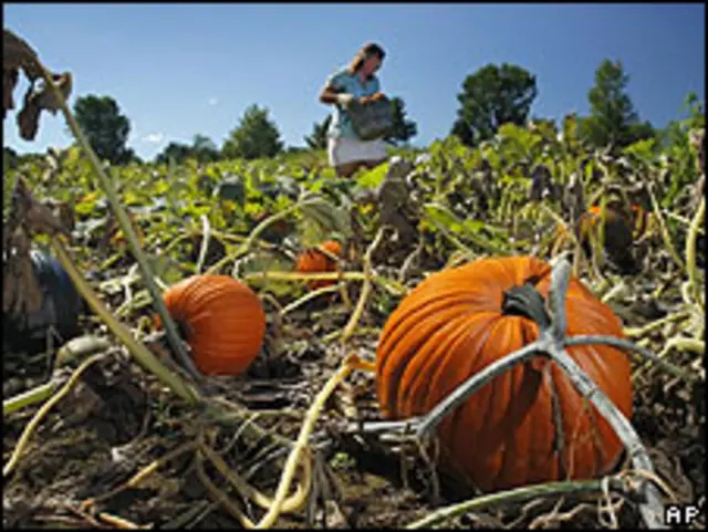 تصویری از یک مزرعه کدو حلوایی