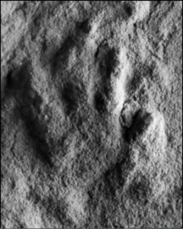 پروروتو داکتیلوس