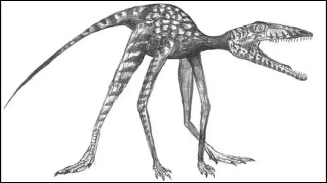 Prorotodactylus
