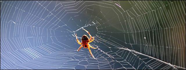 El miedo a las arañas es común pero se puede superar gradualmente.