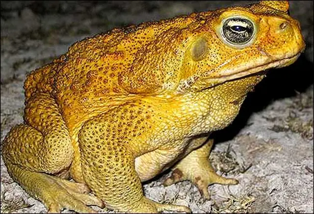 sapo en la vida real