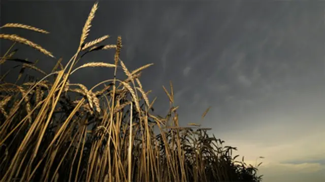 تصویری از یک مزرعه گندم