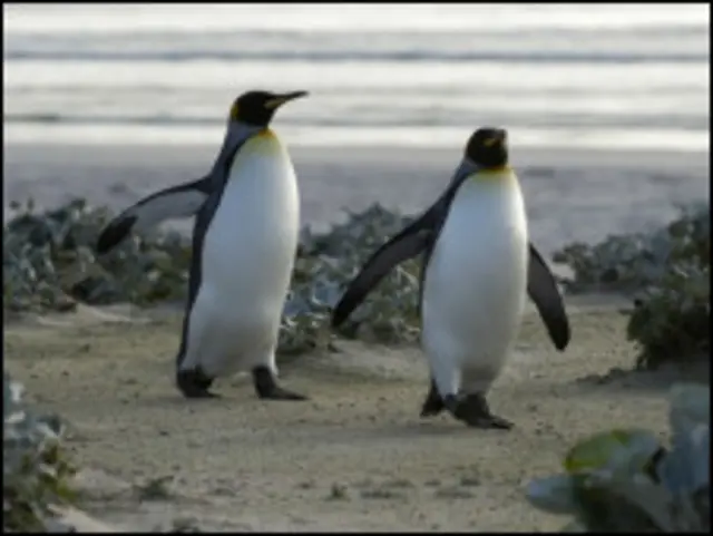 Королевские пингвины