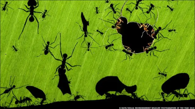 野生生物摄影家奖2010