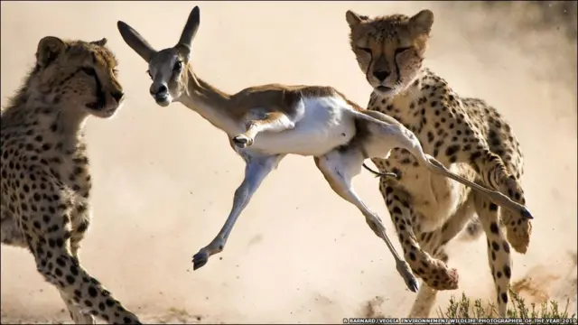 野生动物摄影家奖2010