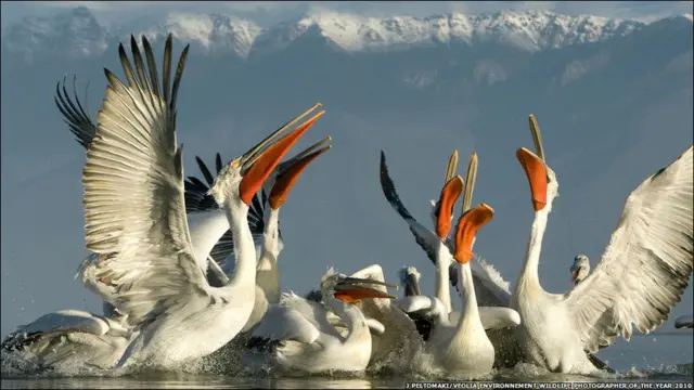 野生动物摄影家奖2010