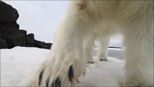 野生动物摄影家奖2010