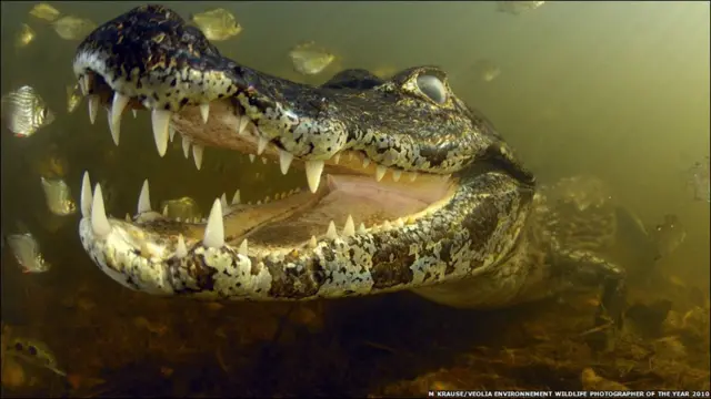 野生动物摄影家奖2010