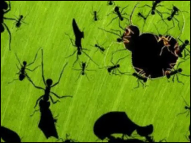 मेहनतकश चींटियाँ