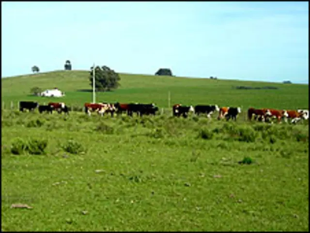 Campo en Uruguay Foto: gentileza del Ministerio de Ganadería, Agricultura y Pesca del Uruguay 