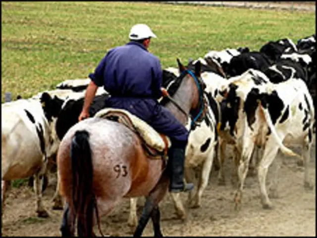 Productor lechero en Uruguay Foto: gentileza del Ministerio de Ganadería, Agricultura y Pesca del Uruguay 