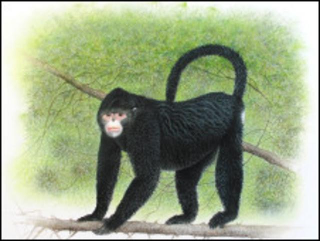 Para população local, macaco tem 'rosto virado para cima'