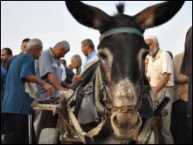 سوق الماشية في النصيرات