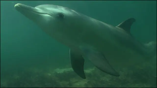 Дельфінам - людські права: на життя і на свободу