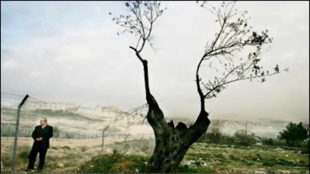 غالبا ما يقوم المستوطنون بإقتلاع اشجار الزيتون التى يصل عمر بعضها الى مئات السنوات