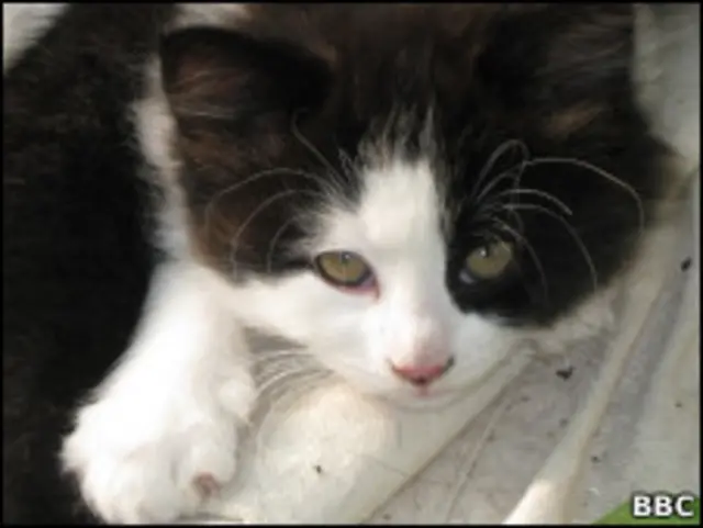 Черно-белая кошка (архивное фото)