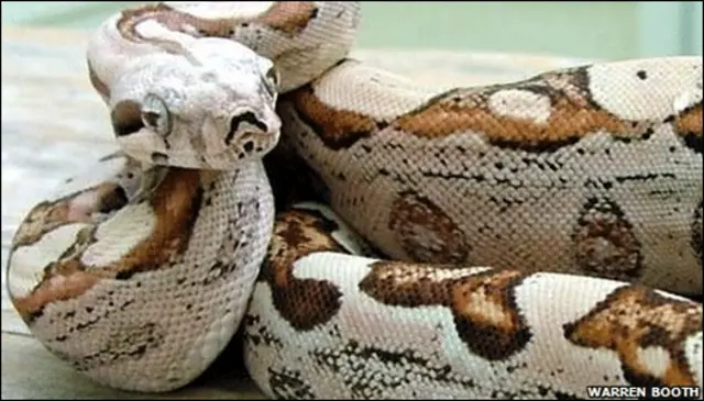 gif de ataque de serpiente