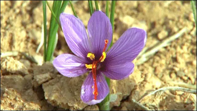 د یو کیلو تولید شويو زعفرانو بیه د ۱۴۰۰ او ۲۰۰۰ ډالرو ترمنځ ده