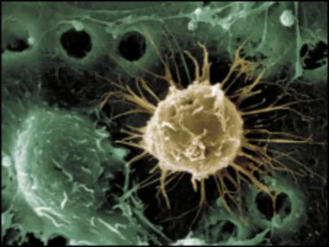 Стволовые клетки