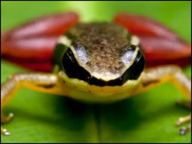 Foto: Robin Moore/ILCP