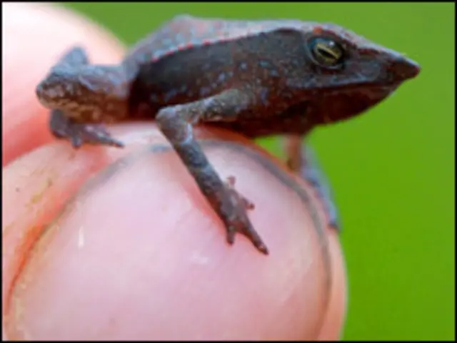 Foto: Robin Moore/ILCP