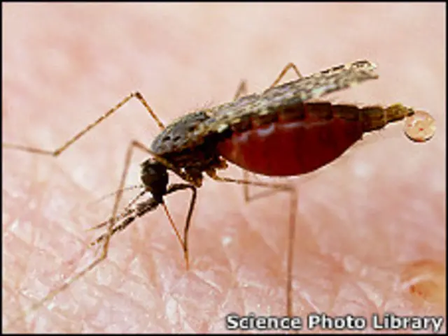 سنہ 2009 میں ٹیم صرف چودہ مچھر پکڑ پائی