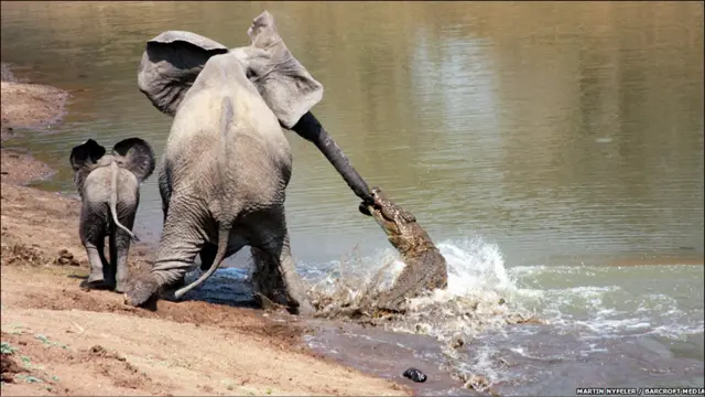 ہتھنی اپنے بچے کے ہمراہ پانی پی رہی تھی کہ مگر مچھ نے اچانک اس پر حملہ کر کے ہتھنی کی سونڈ پکڑ لی۔