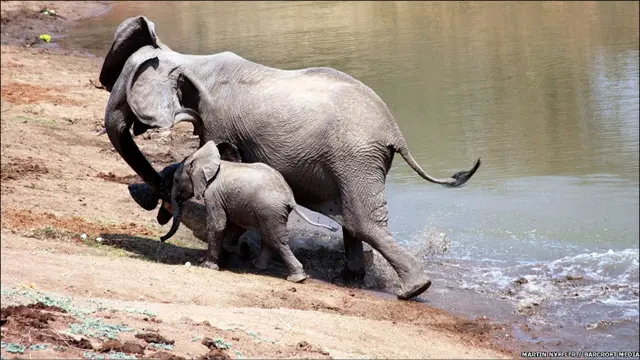 ہتھنی ایک دفعہ تو ڈگمگا گئی لیکن پھر سنھبلنے میں کامیاب رہی اور مگر مچھ کو کھنچ کر پانی سے باہر لے آئی ۔