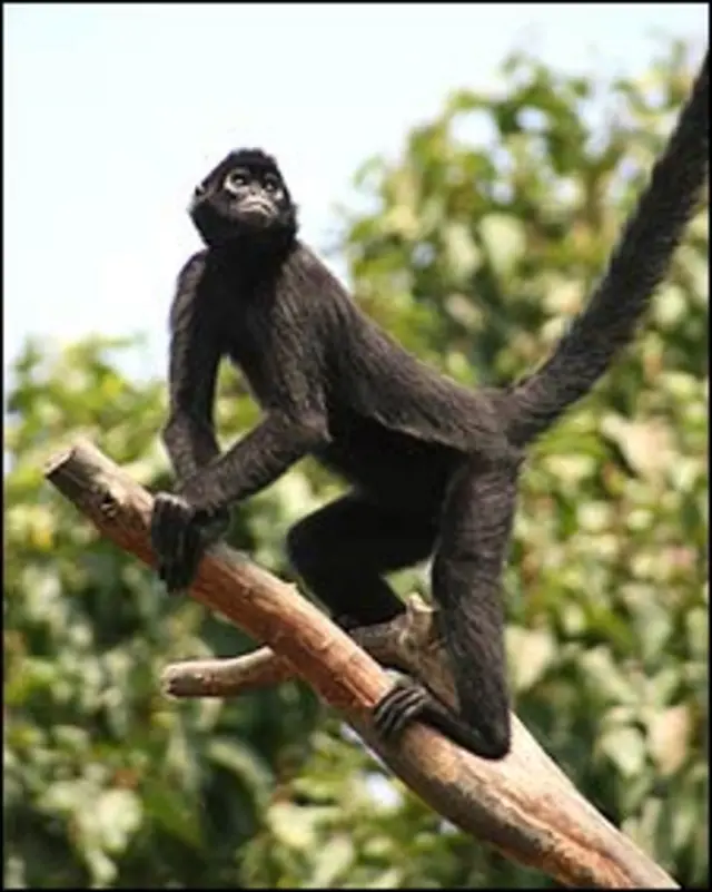 El Mono Ara a Al Borde De La Extinci n En Ecuador BBC News Mundo el-mono-ara-a-al-borde-de-la-extinci-n-en-ecuador-bbc-news-mundo