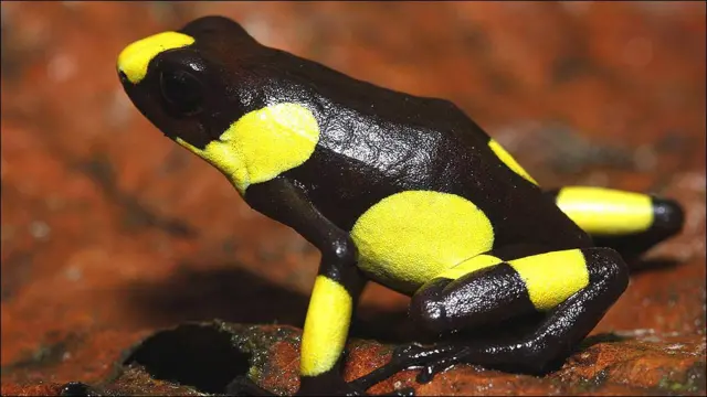 Oophaga histrionica ©www.proaves.org