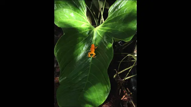 Phyllobates terribilis ©www.proaves.org