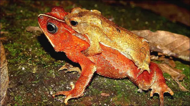 Rhinella margaritifera ©www.proaves.org