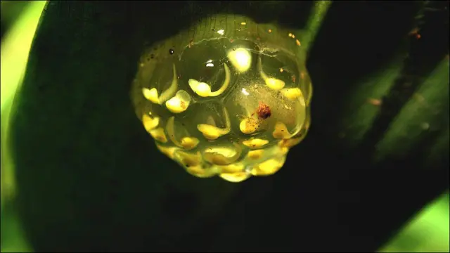 Huevos de Rana Cristal ©www.proaves.org