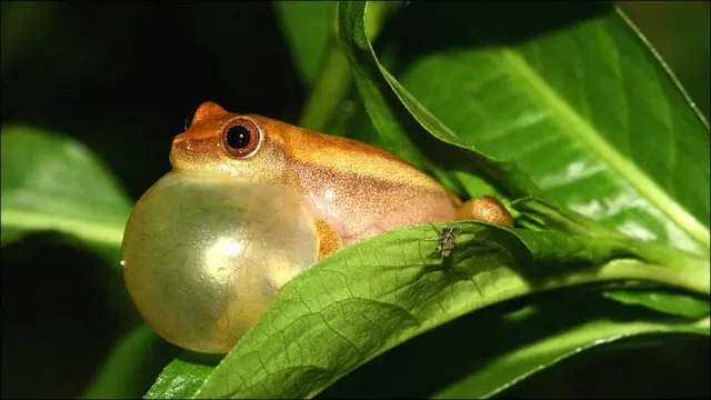 Dendropsophus minutus ©www.proaves.org