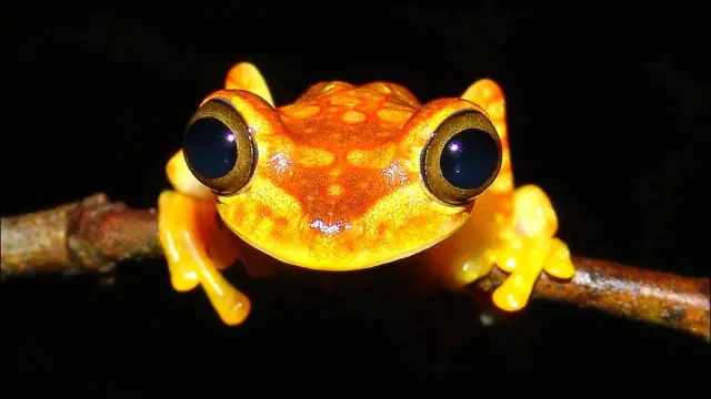 Hypsiboas picturatus ©www.proaves.org