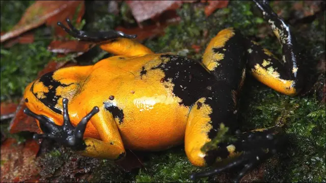 Phyllobates terribilis ©www.proaves.org