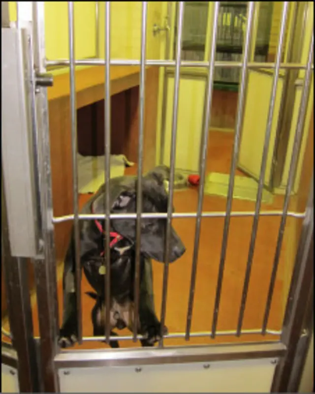 собака в приюте