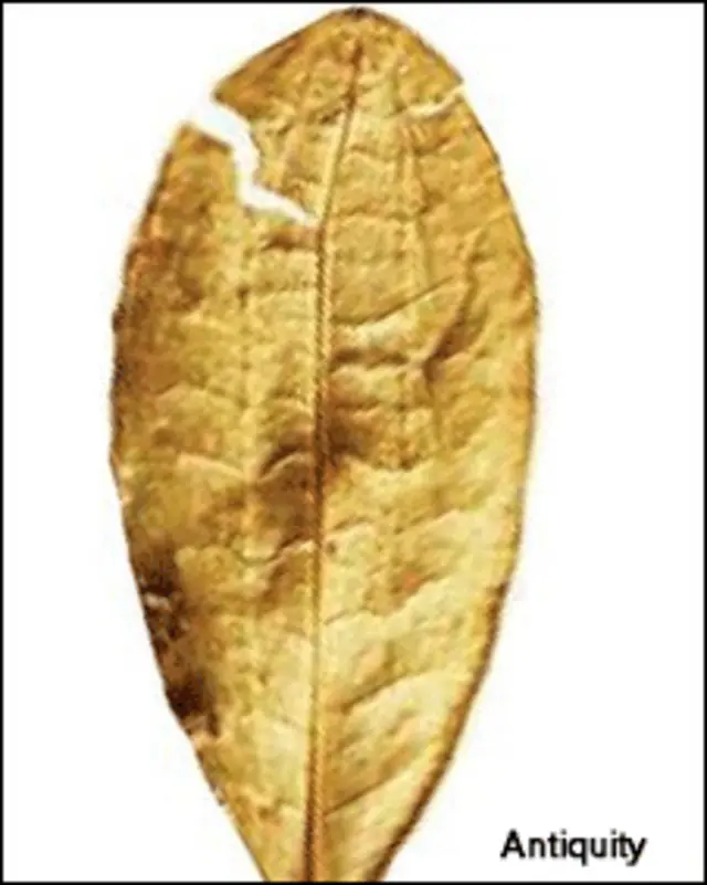 Hoja de coca (Antiquity)