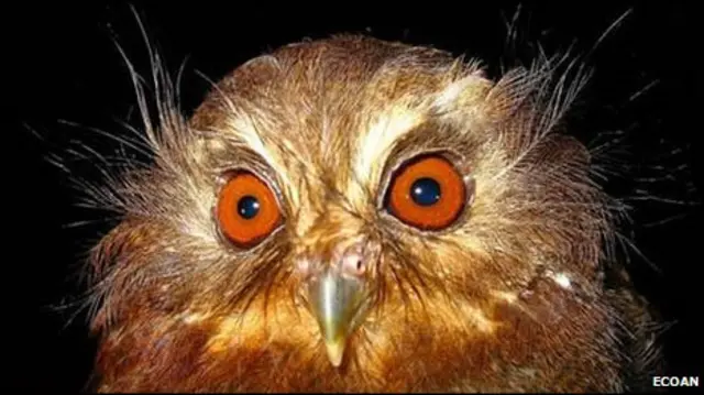 Burung hantu berjambang 