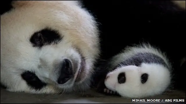 Panda dan anaknya