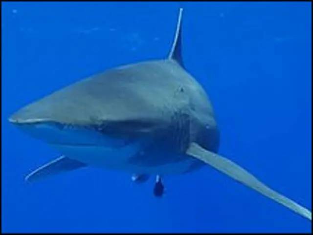 Длиннокрылая акула