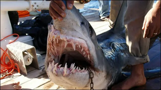 egypt shark