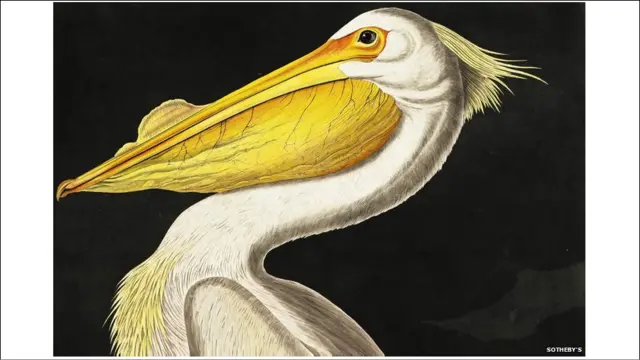 Pelikan Putih Amerika