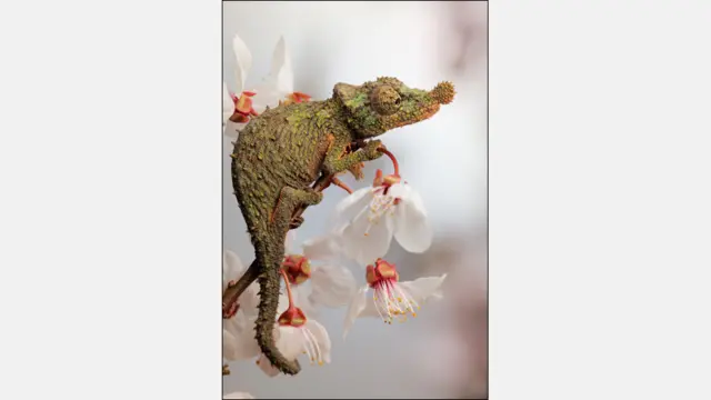 Para ele, as maiores dificuldades de fotografar os animais em close up foram impedir que a câmera se movesse e conseguir a melhor luz. Na imagem, um camaleão. Foto: Igor Siwanowicz / Barcroft Media