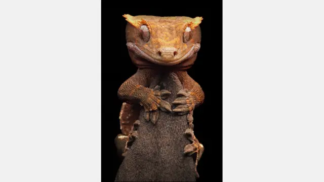 Siwanowicz diz que sua principal influência no projeto foi o trabalho do criador do monstro dos filmes Alien, HR Giger. Na foto, um lagarto de crista. Foto: Igor Siwanowicz / Barcroft Media