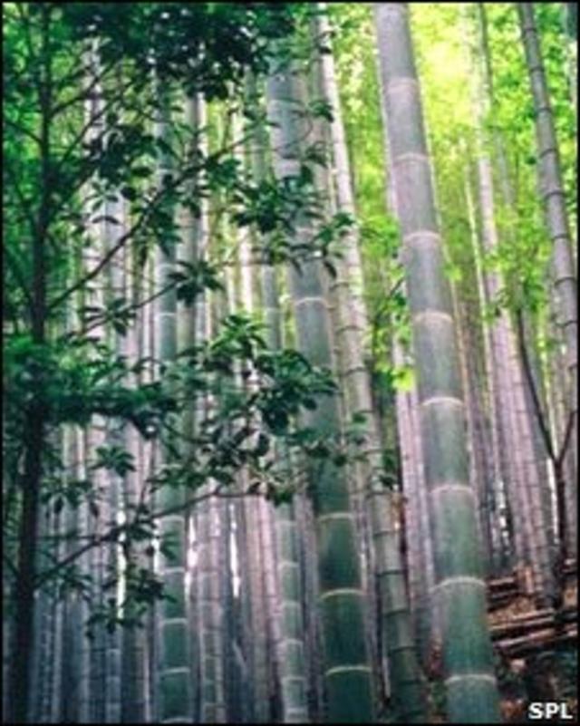 Plantaciones de bambú