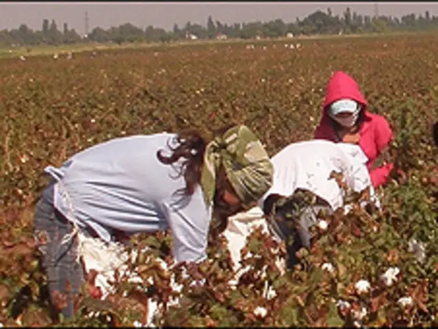 Ўзбекистон раҳбарияти ўзи танқид қиладиган СССР давридаги пахта йиғим-теримига арзон ишчи кучи ҳисобланадиган ҳашарчи ёки кўмакчиларни жалб қилиш амалиётидан бугун ҳам воз кечмаган