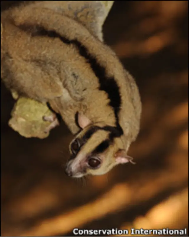 © Conservation International / photo by Russell A. Mittermeier